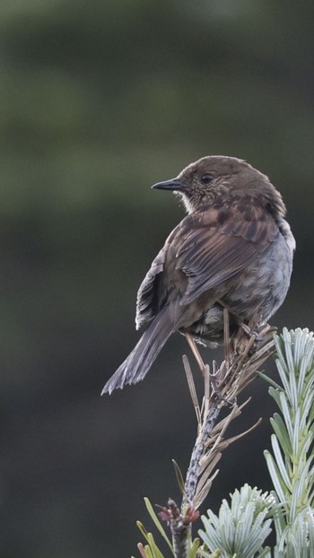 Japanese Accentor Unknown Spots Unknown Date