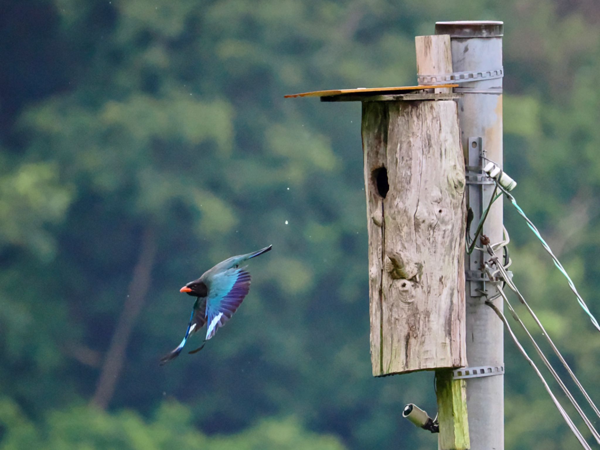 Oriental Dollarbird