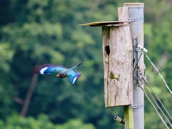 ブッポウソウ 岡山県吉備中央町 2023年7月13日(木)