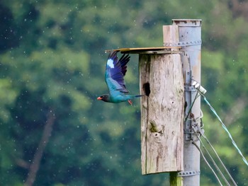 Oriental Dollarbird 岡山県吉備中央町 Thu, 7/13/2023