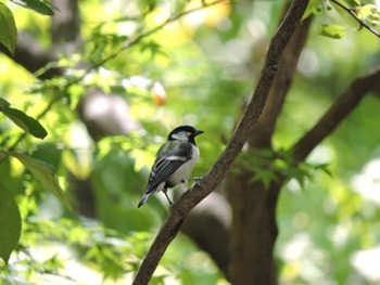 Sun, 8/6/2023 Birding report at Osaka Tsurumi Ryokuchi