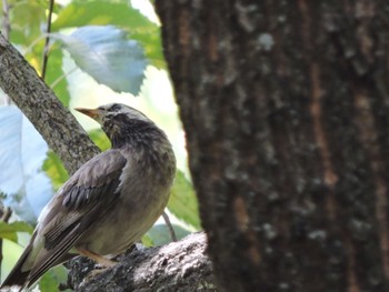 White-cheeked Starling Osaka Tsurumi Ryokuchi Sun, 8/6/2023