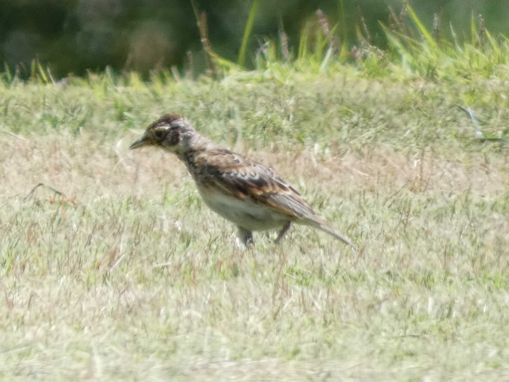 Eurasian Skylark