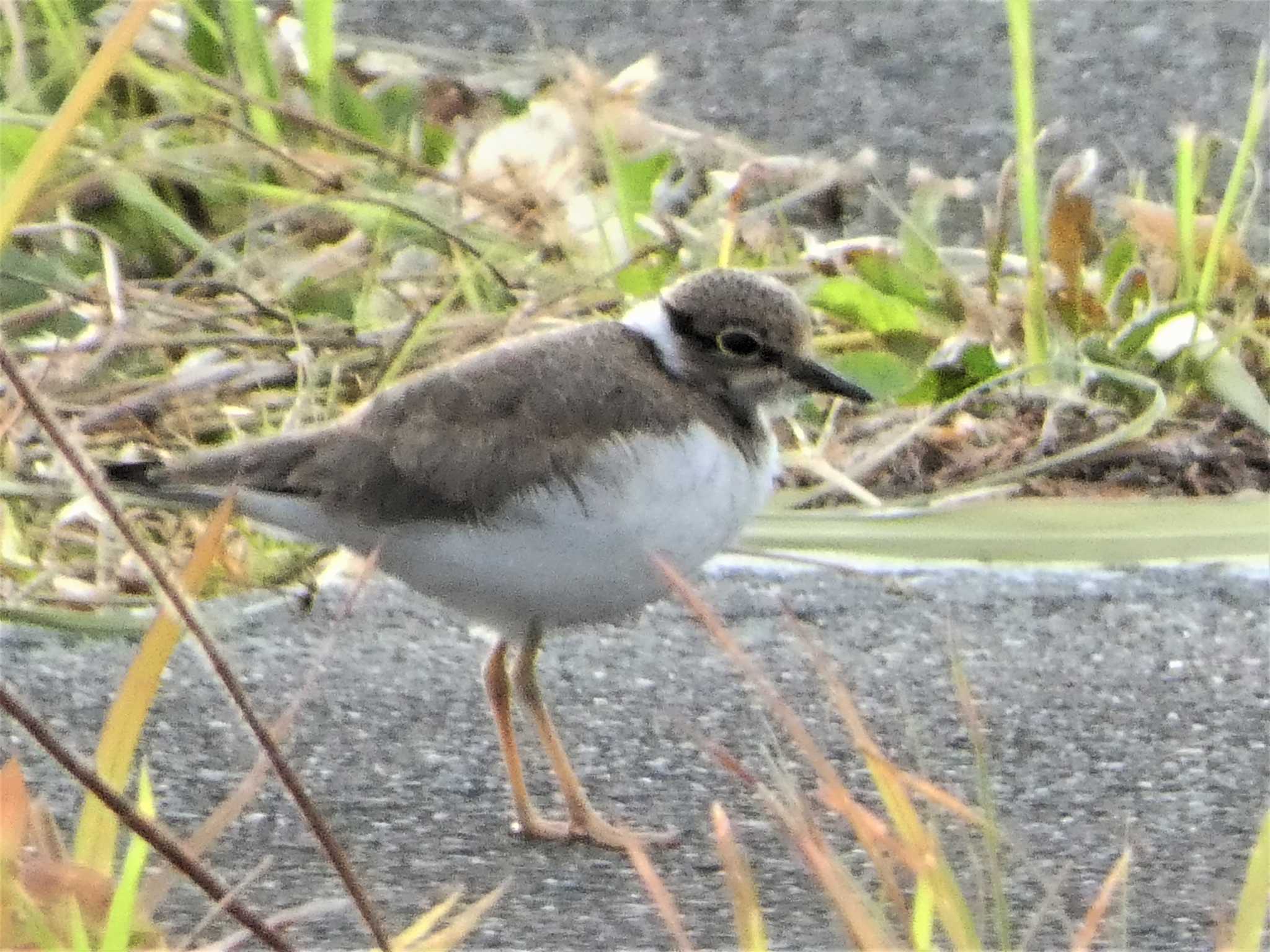 Little Ringed Plover