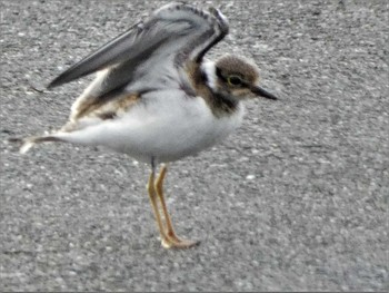 Sun, 7/30/2023 Birding report at 裾野