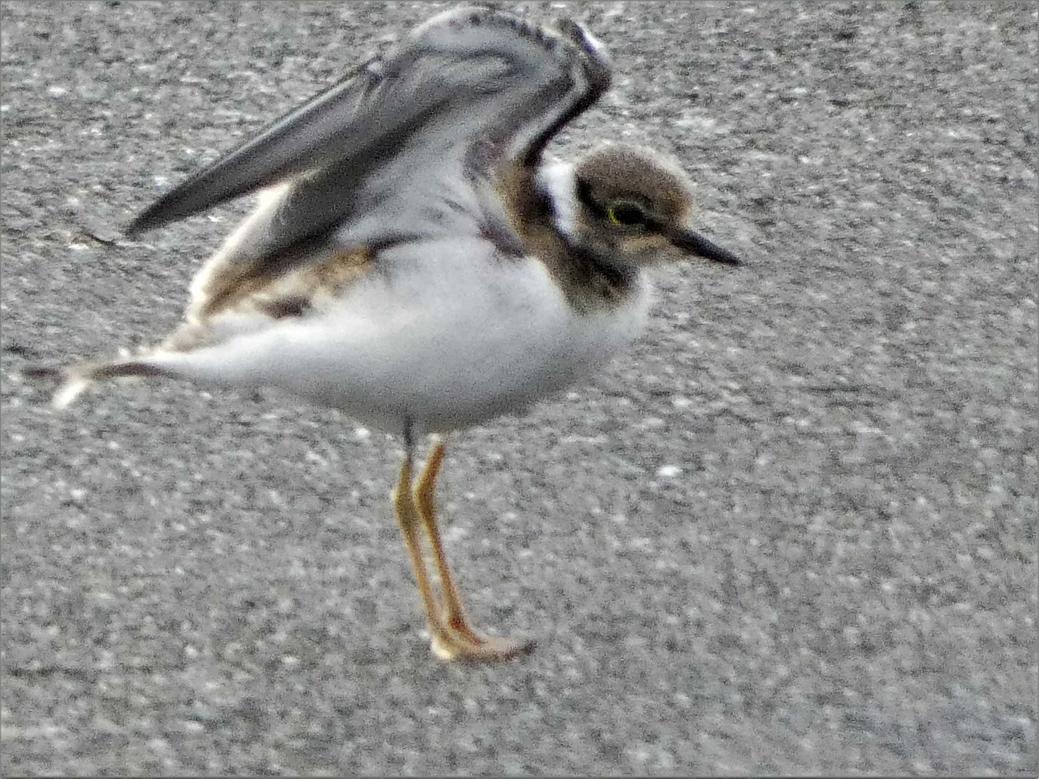 Photo of Little Ringed Plover at 裾野 by koshi