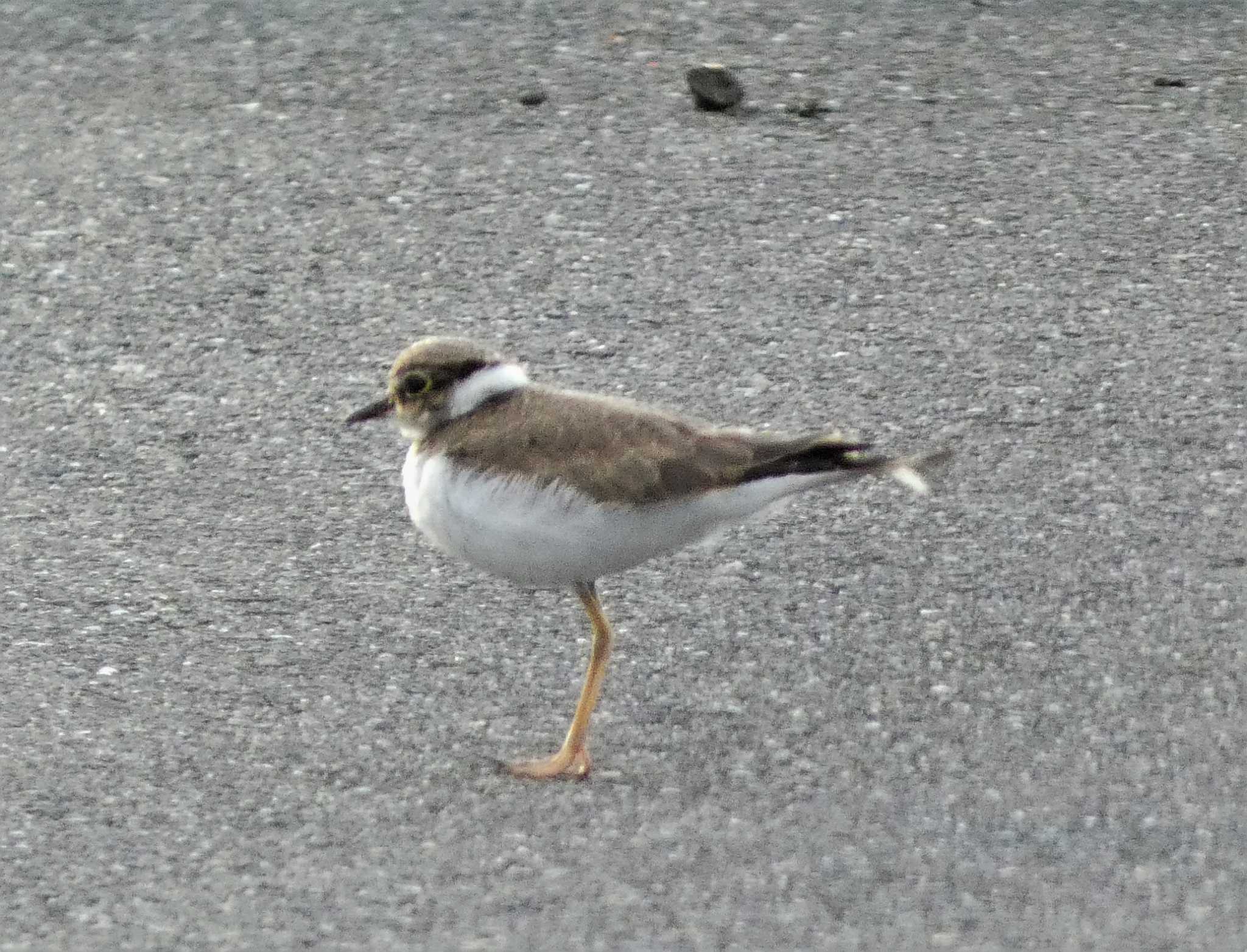 Little Ringed Plover