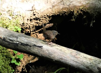 2023年7月30日(日) 西臼塚の野鳥観察記録