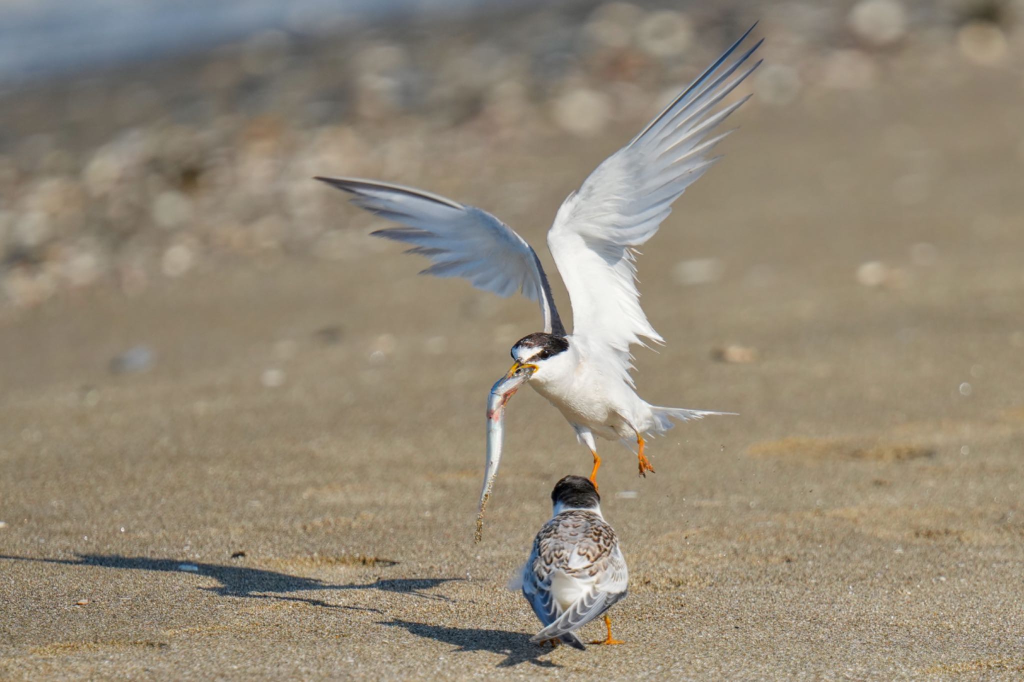 Little Tern