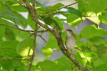 Sakhalin Leaf Warbler Yanagisawa Pass Sat, 8/5/2023