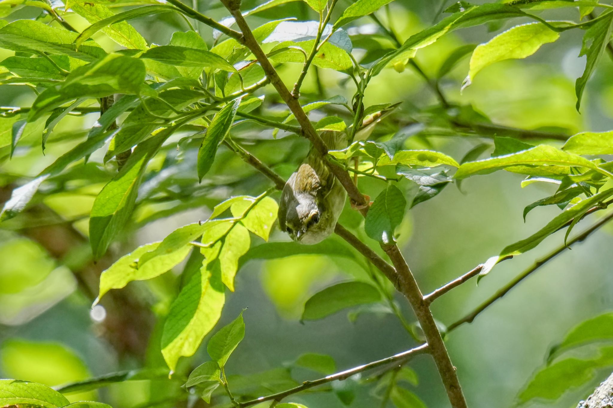 Photo of Sakhalin Leaf Warbler at Yanagisawa Pass by アポちん