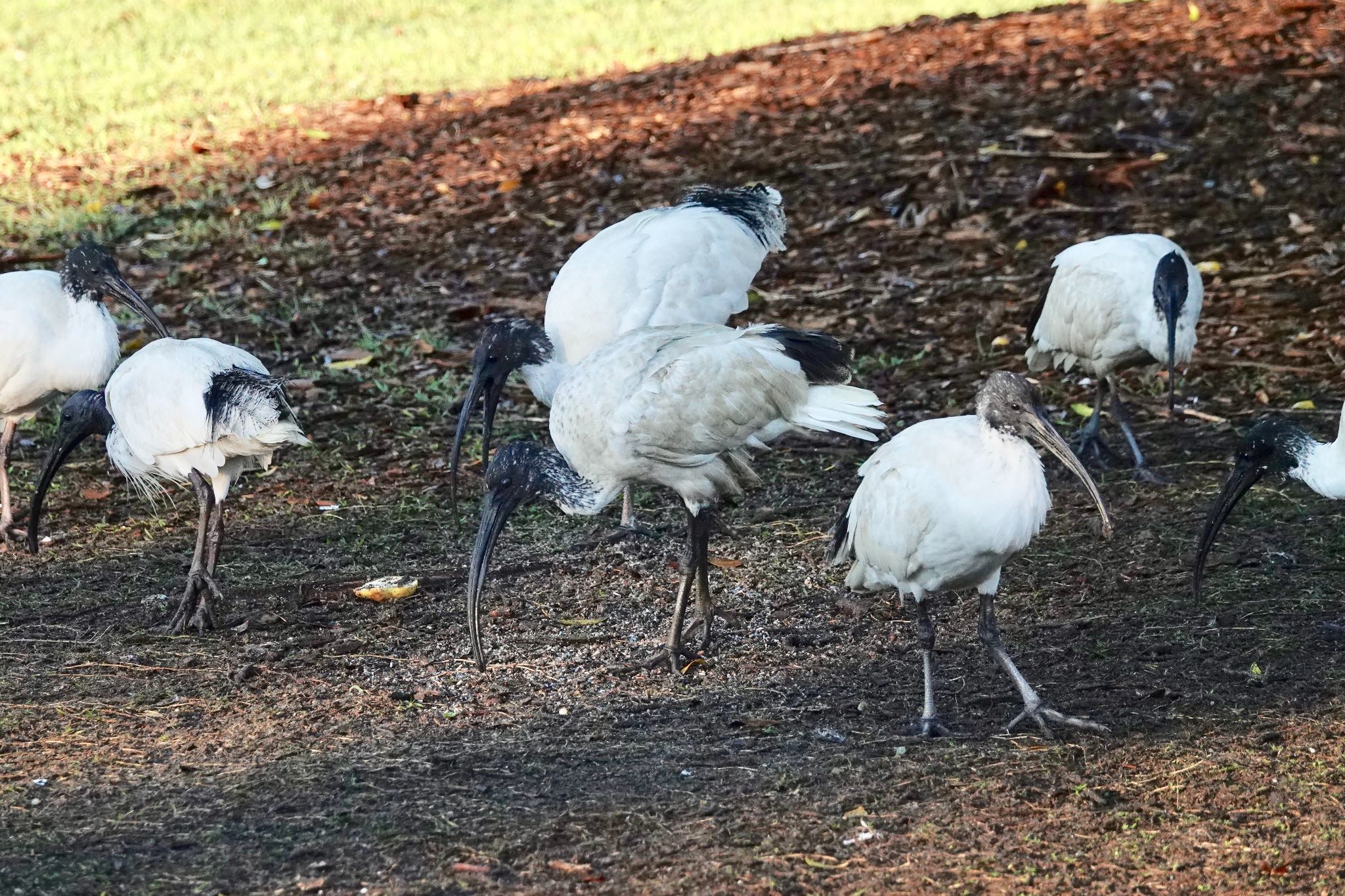 Australian White Ibis