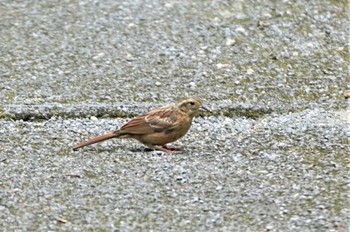Meadow Bunting 箕面公園(大阪府) Mon, 7/31/2023