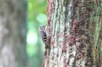 コゲラ 箕面公園(大阪府) 2023年7月17日(月)