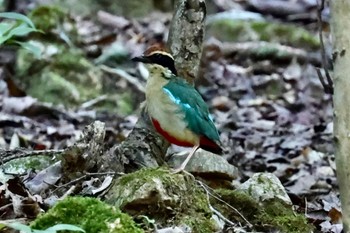 ヤイロチョウ ささやまの森公園(篠山の森公園) 2023年8月6日(日)