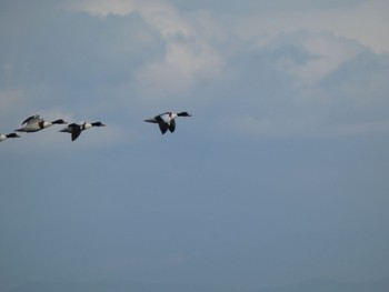 Common Shelduck 佐賀県 Sun, 1/2/2022