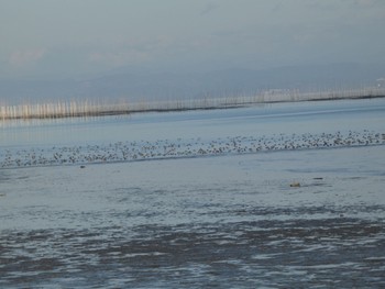 Common Pochard 佐賀県 Sun, 1/2/2022