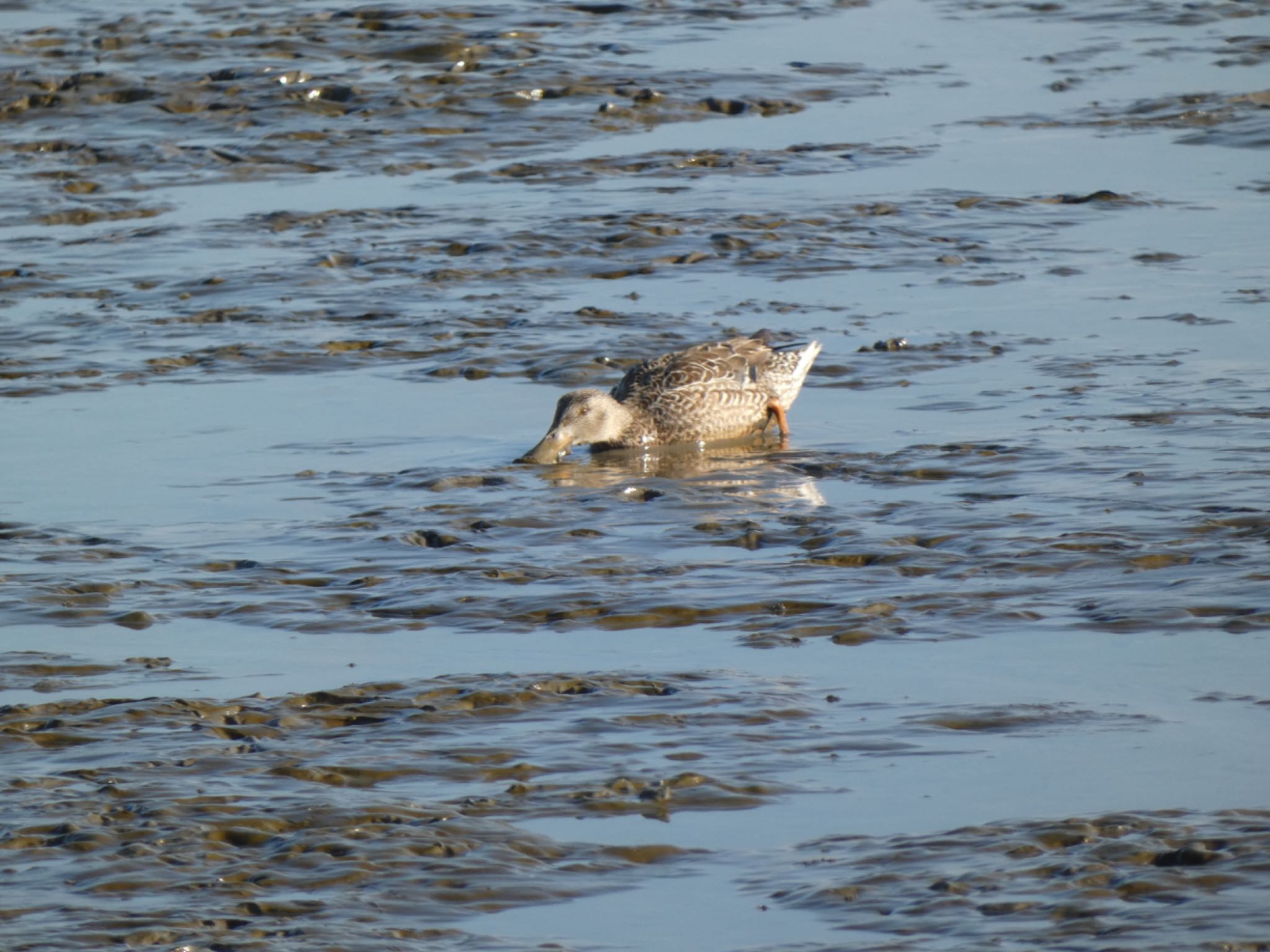 Photo of Northern Shoveler at 佐賀県 by 頭黒鴎