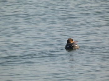 Red-breasted Merganser 佐賀県 Sun, 1/2/2022