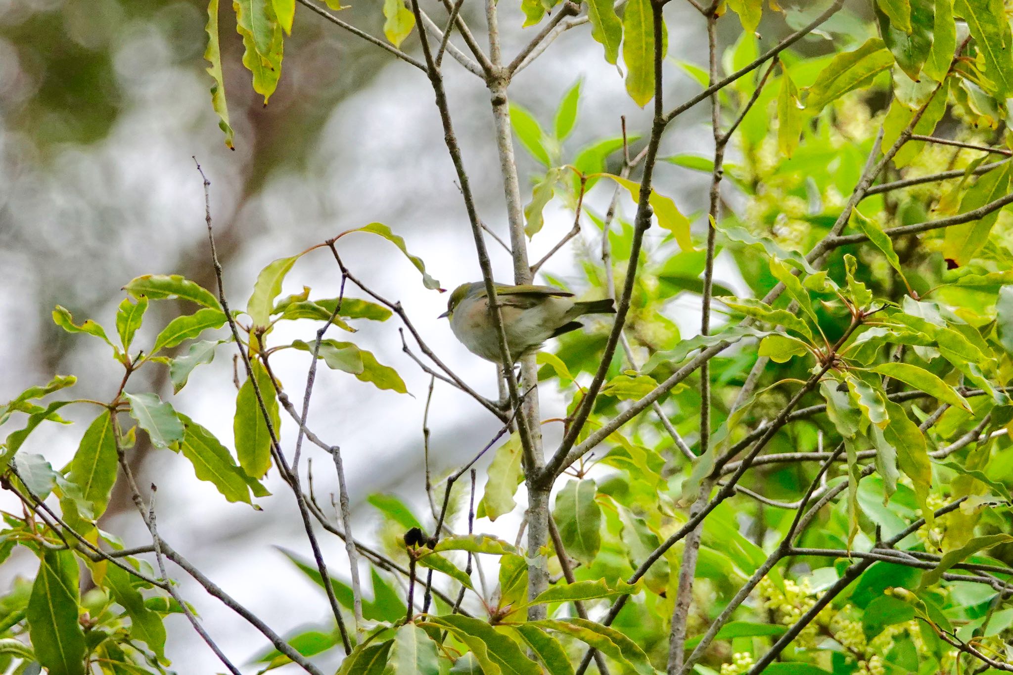 Silvereye