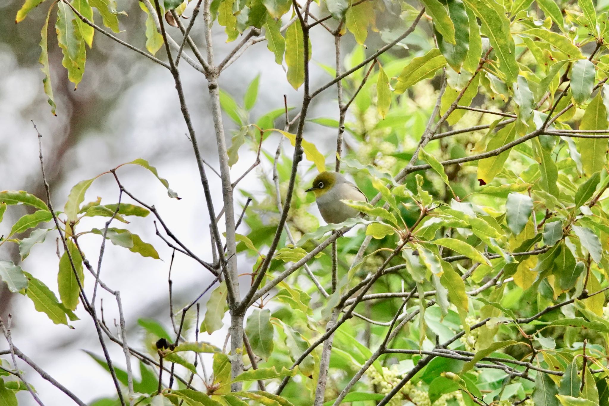 Silvereye