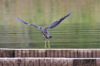 Striated Heron 兵庫県神戸市 Thu, 8/3/2023