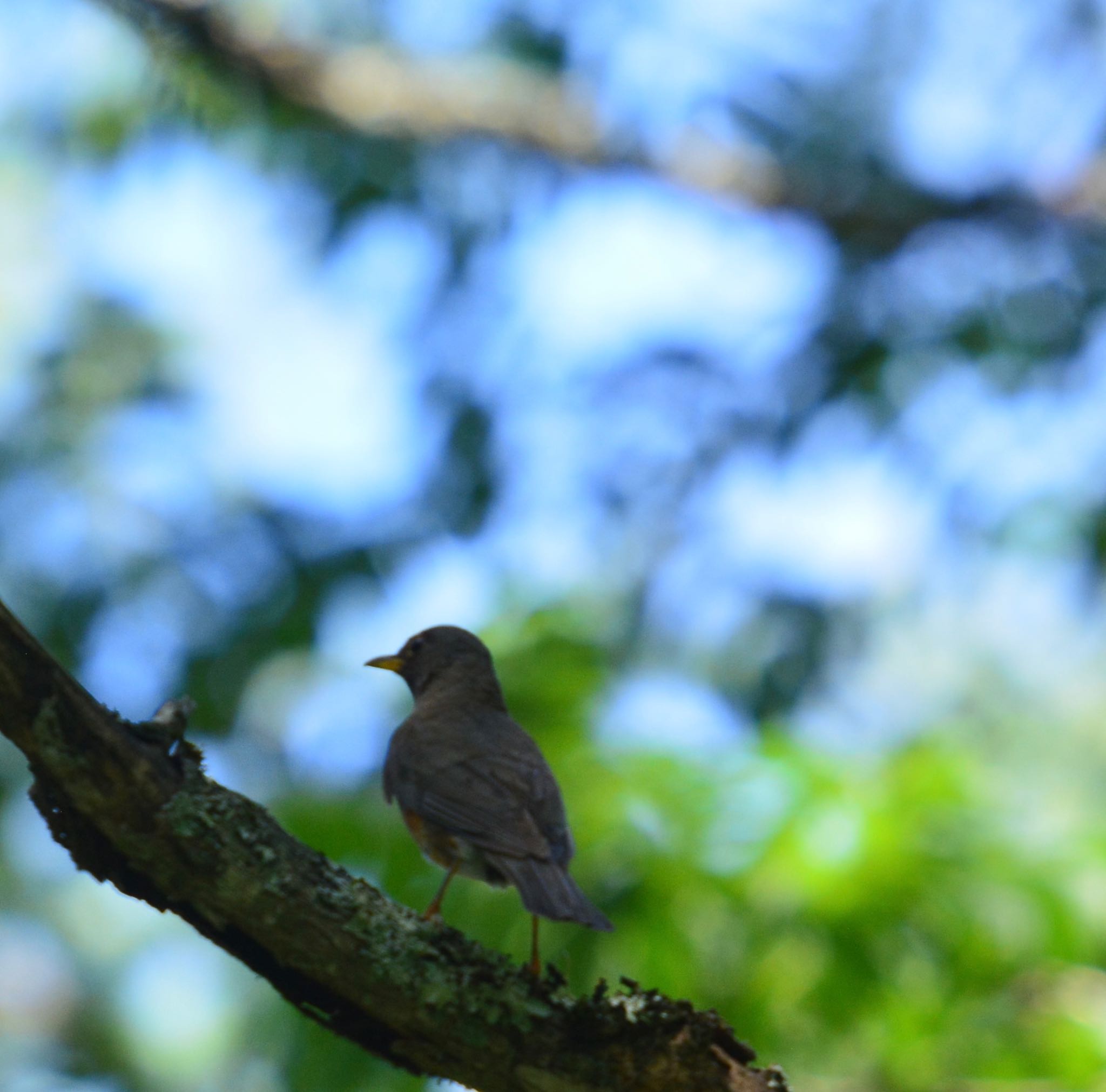 戸隠森林植物園(戸隠森林公園) アカハラの写真 by noel