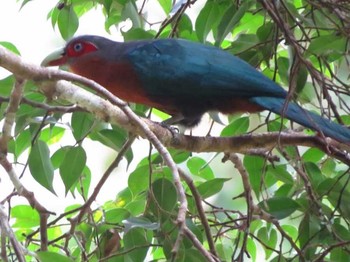 Chestnut-breasted Malkoha マレーシア Mon, 2/25/2013