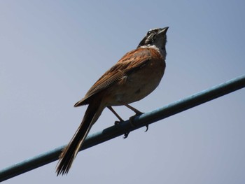 2023年8月6日(日) 四万川の野鳥観察記録