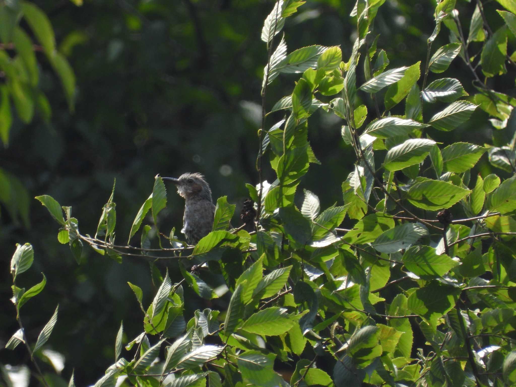 Brown-eared Bulbul