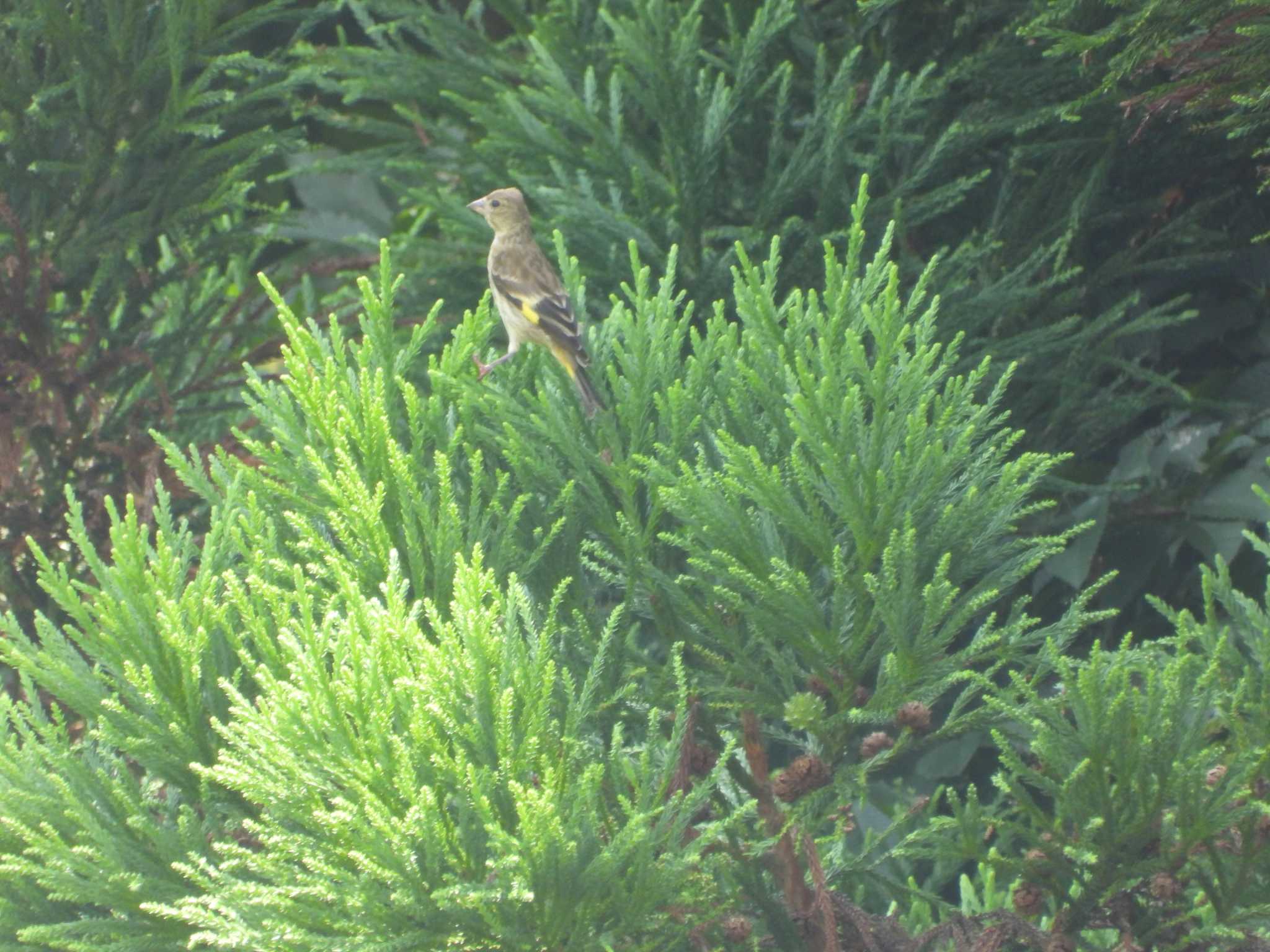 Grey-capped Greenfinch