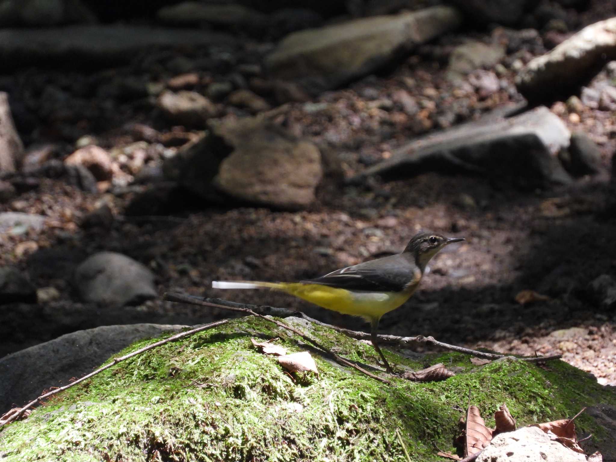 Grey Wagtail