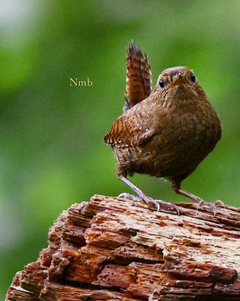 Eurasian Wren Unknown Spots Unknown Date