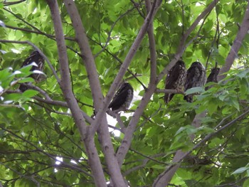 2023年8月7日(月) 京都御苑の野鳥観察記録