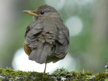 アカハラ 戸隠森林植物園(戸隠森林公園) 2023年6月25日(日)