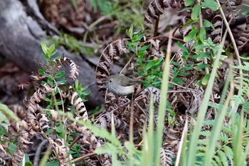 Brown Thornbill シドニー Mon, 7/2/2018