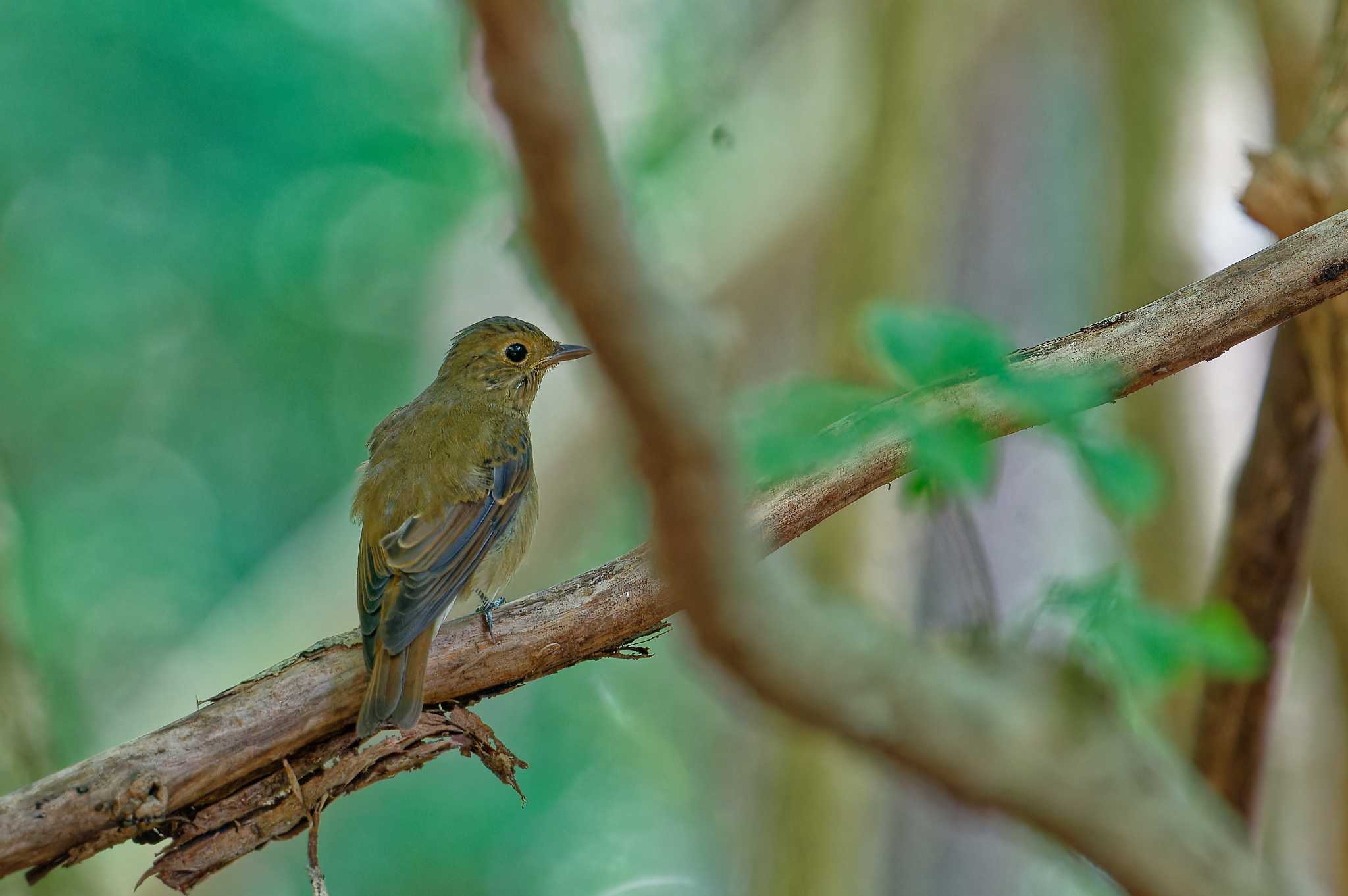 オス・若ですか？