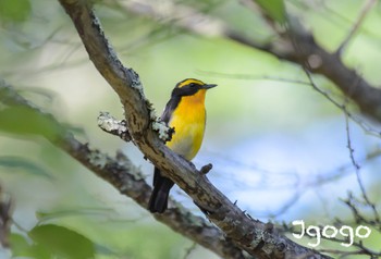 Narcissus Flycatcher Senjogahara Marshland Sun, 7/16/2023