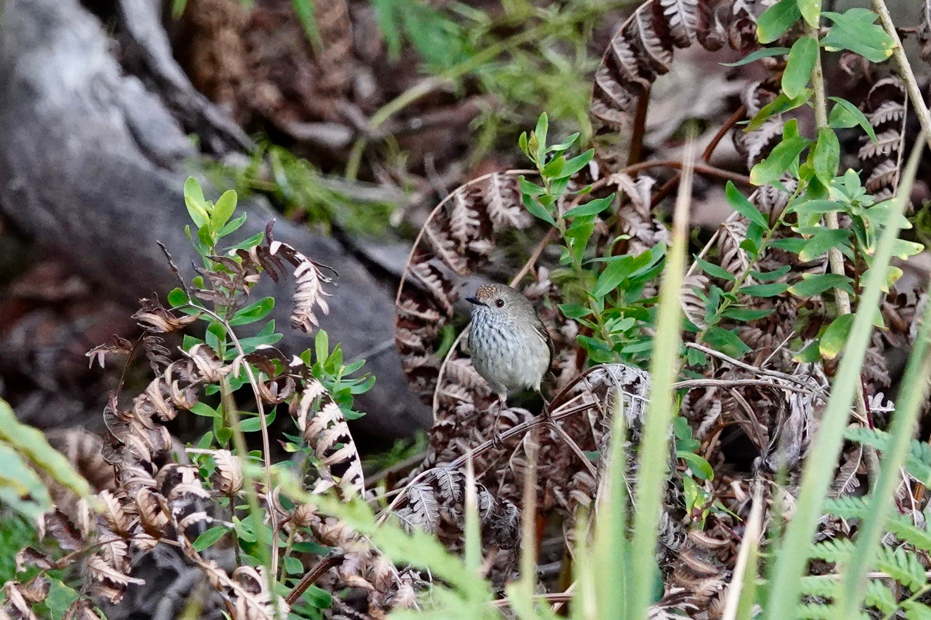 Brown Thornbill