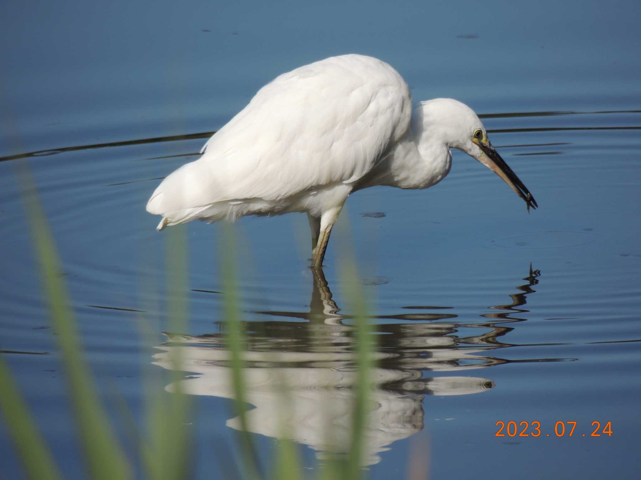 葛西臨海公園 コサギの写真