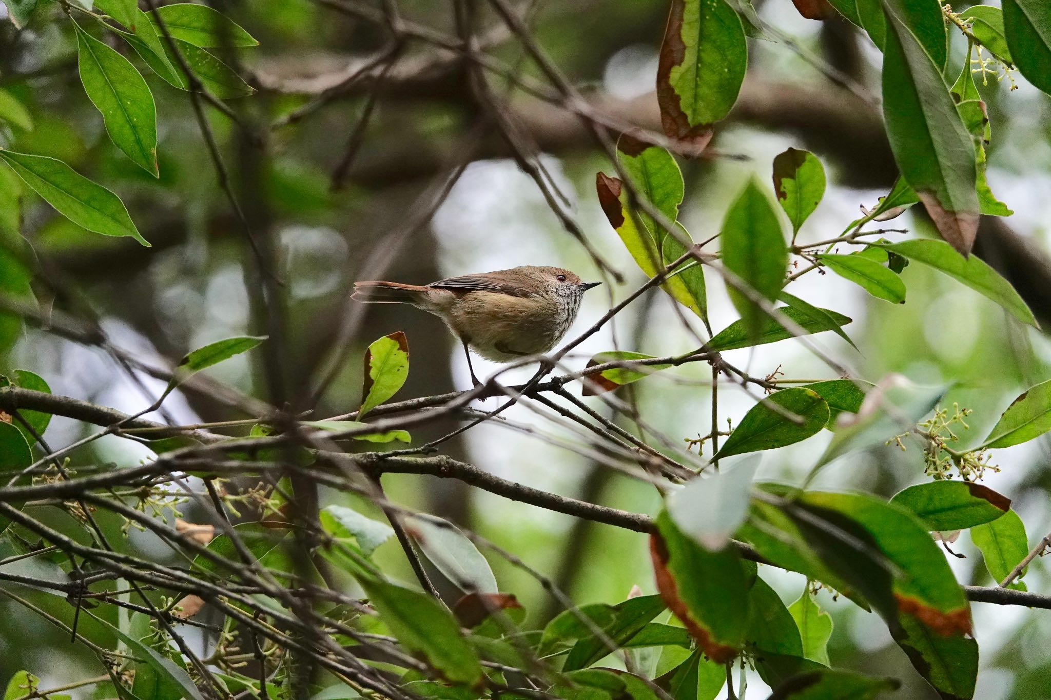 Photo of Brown Thornbill at シドニー by のどか