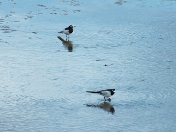 Japanese Wagtail 羽村堰 Mon, 8/7/2023