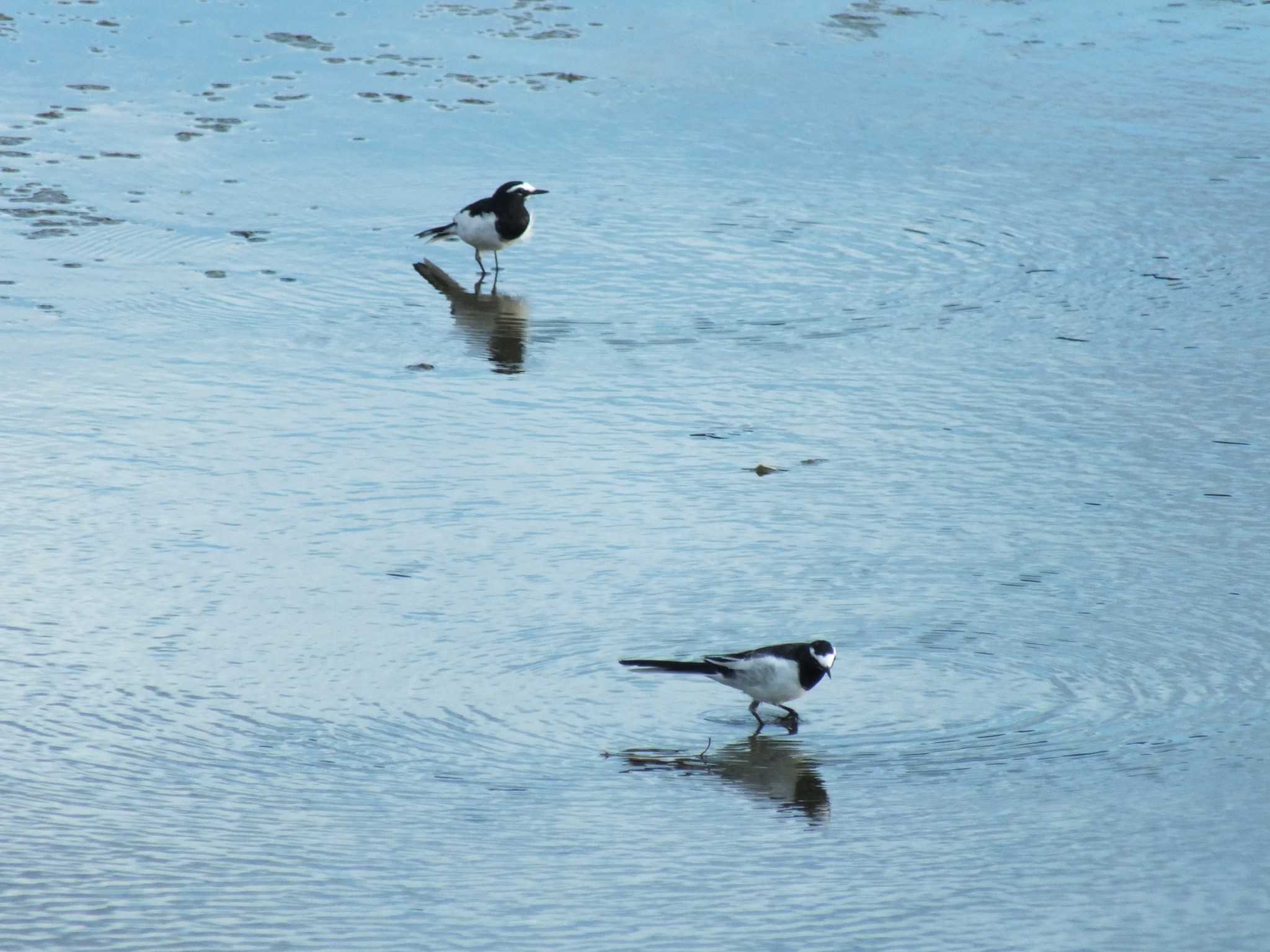 Japanese Wagtail