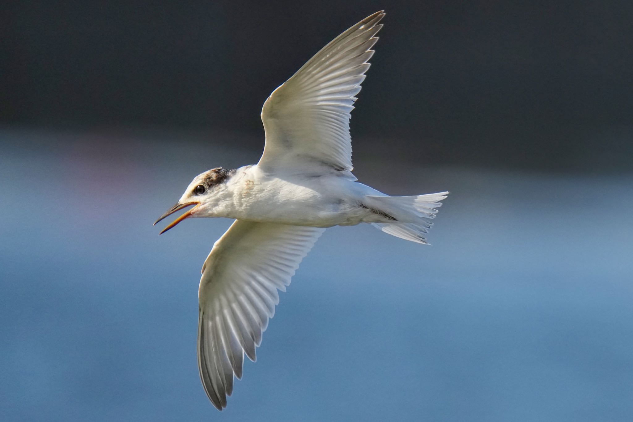 Little Tern