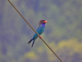 Oriental Dollarbird 岡山県吉備中央町 Thu, 7/13/2023