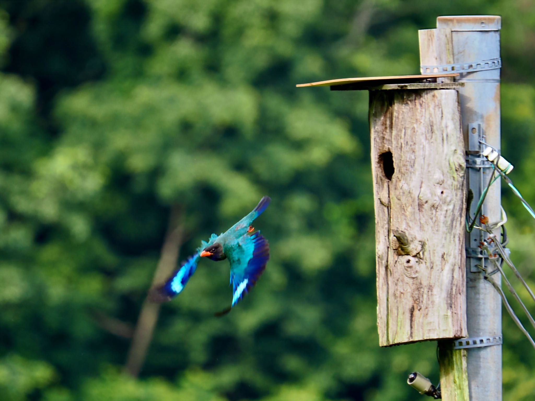 Oriental Dollarbird