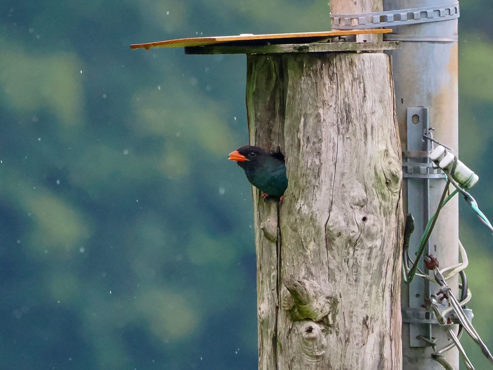 Oriental Dollarbird