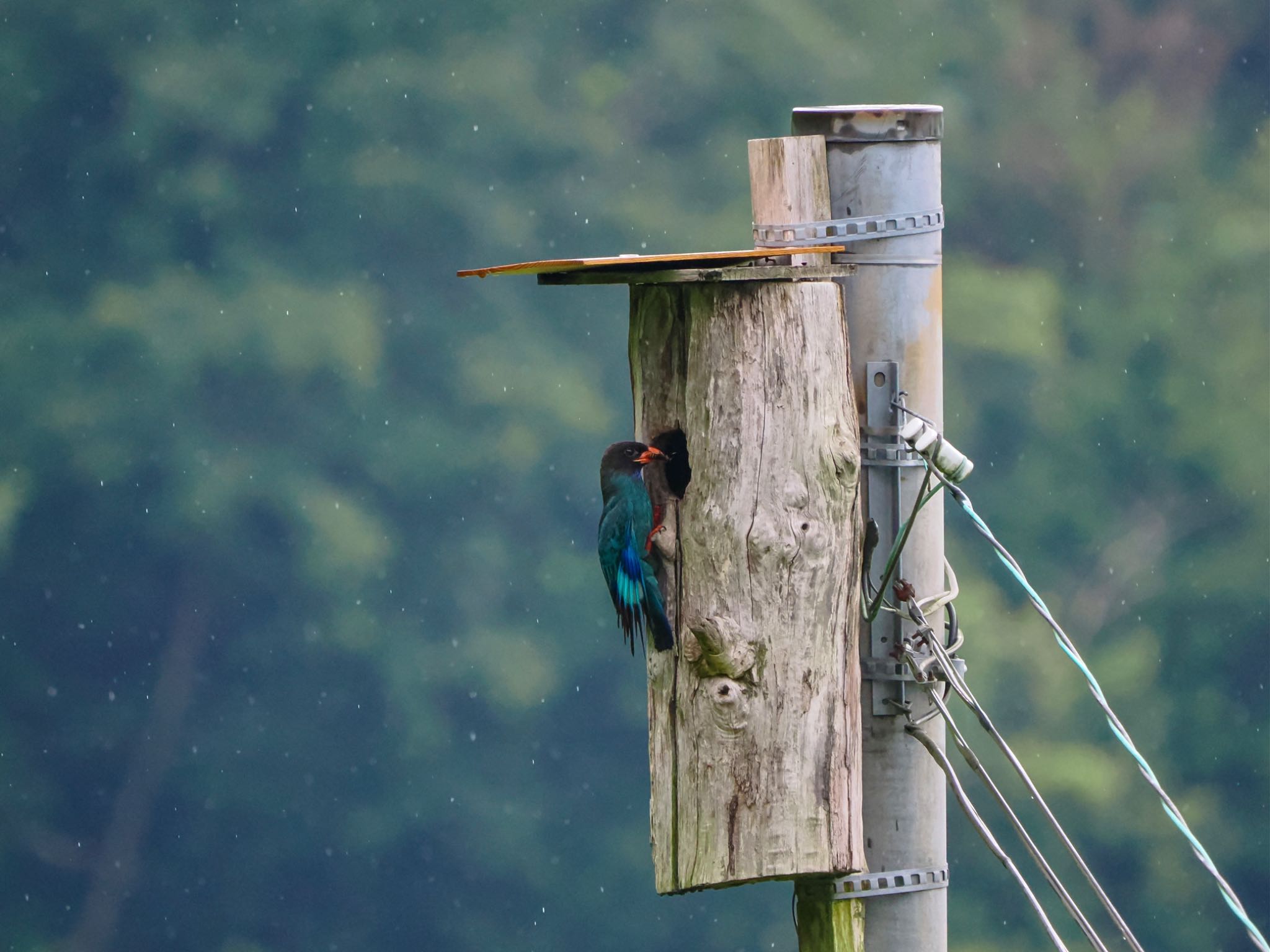 ようやく雛が待つ巣箱へ　雨が降り始めても何度も一生懸命餌を運ぶ親鳥 by クロやん