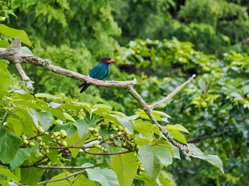 Oriental Dollarbird 岡山県吉備中央町 Thu, 7/13/2023