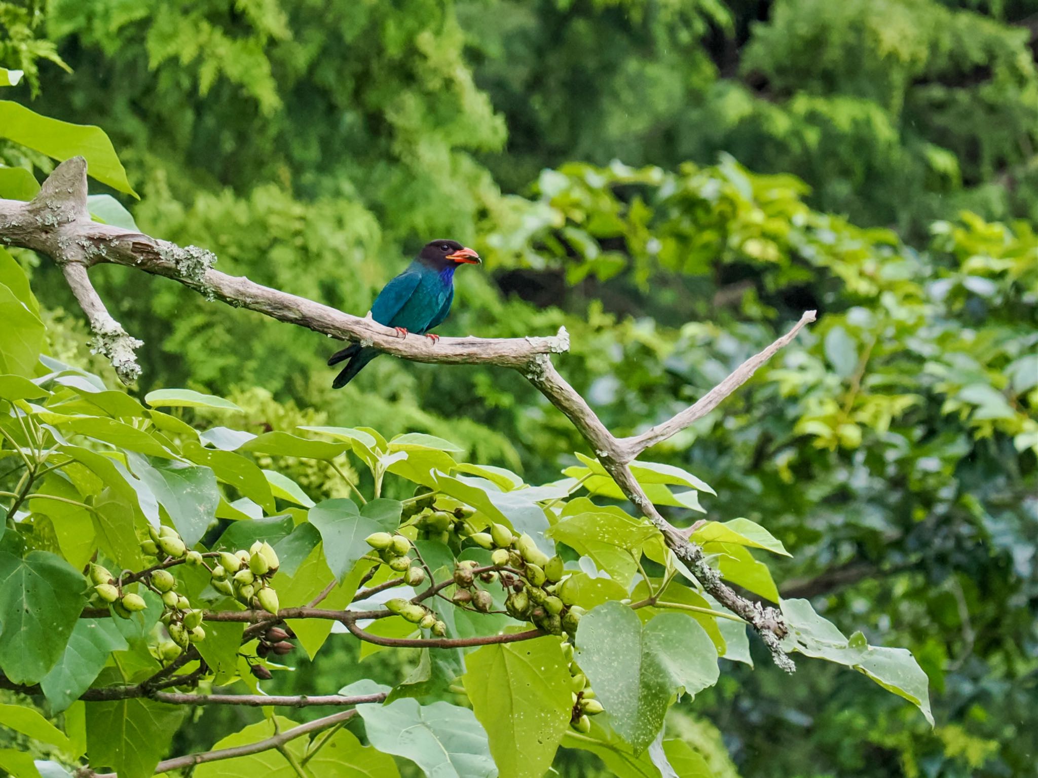 Oriental Dollarbird